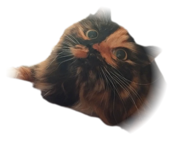 Кошка Юки